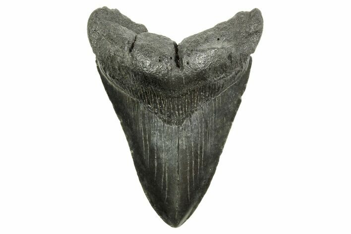Fossil Megalodon Tooth - South Carolina #374714